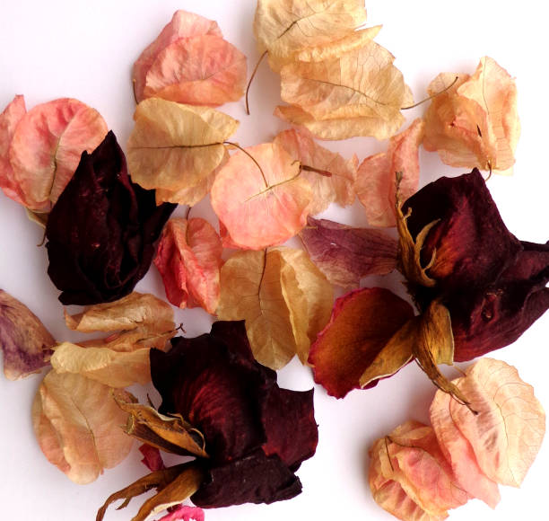 istock Dry flowers and leaves decorative 867443164