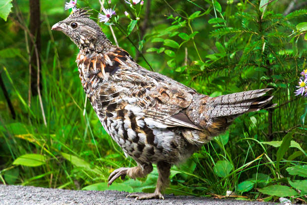 istock Closeup of a Ruffed Grouse against a green background 867443430