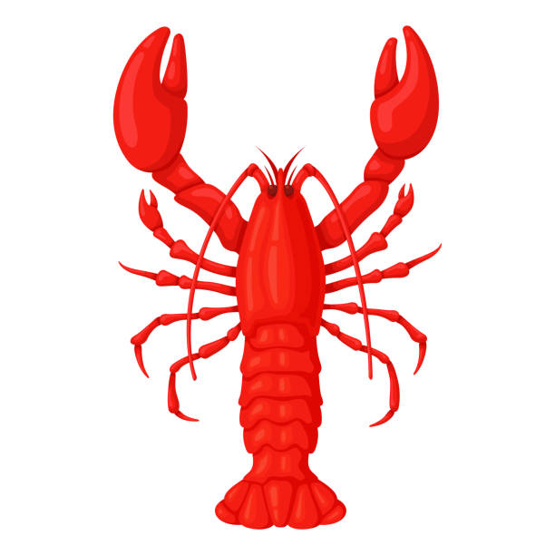 전체 레드 랍스터 - lobster seafood prepared shellfish crustacean stock illustrations