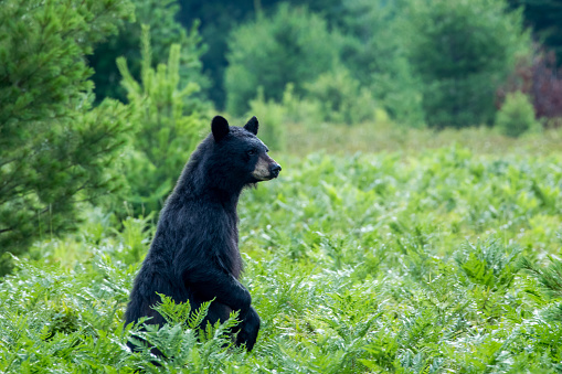 Black Bear - Ursus americanus, sitting up amongst a field of ferns looking off into the distance.