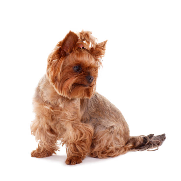 istock yorkshire terrier dog on white background 867454628