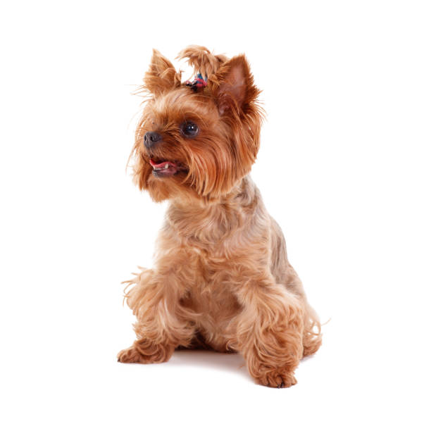 istock yorkshire terrier dog on white background 867454698