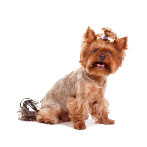 istock yorkshire terrier dog on white background 867454710