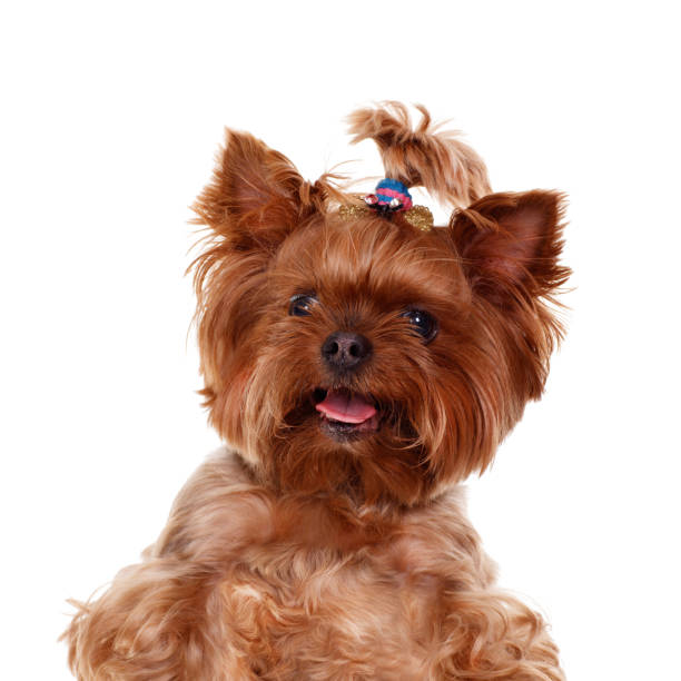 istock yorkshire terrier dog on white background 867454794