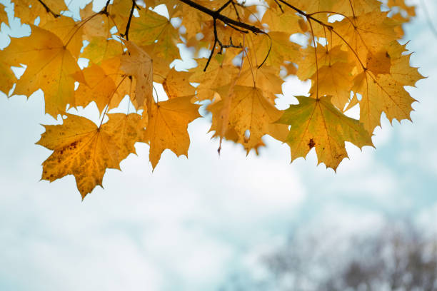 istock Yellow maple leaves in the fall on a blue sky background 867458662