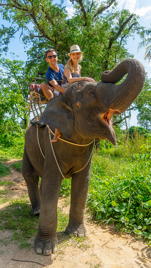 Tourist safari elephant trekking