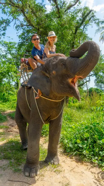 Photo of Tourist safari elephant trekking