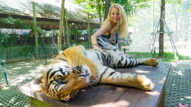 Photo of Petting a Tiger