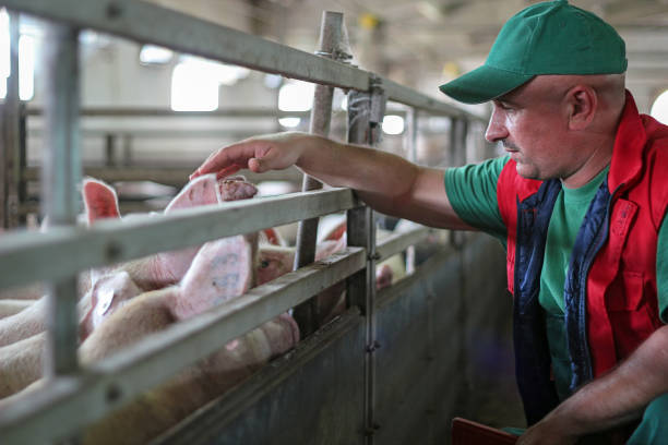 rolnik i świnie - farmer pig domestic pig farm zdjęcia i obrazy z banku zdjęć