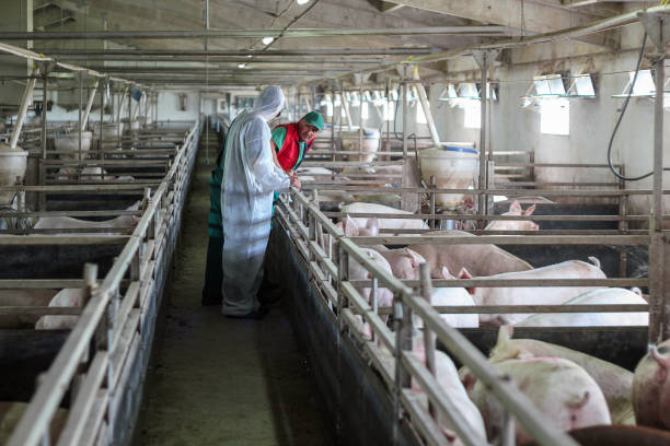 istock Veterinarian and Farmer Working Together 867466340