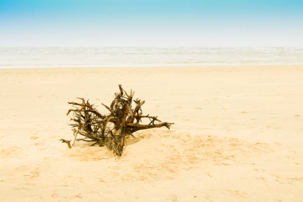 istock High key image of dyeing tree root, Tajpur, West Bengal, India 867467722