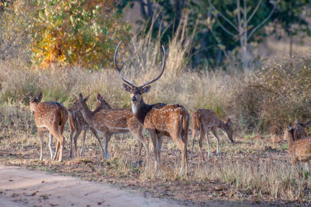 bonita imagen de indio ciervos en el parque nacional de panna. - animal cute animals deer deer herd fotografías e imágenes de stock