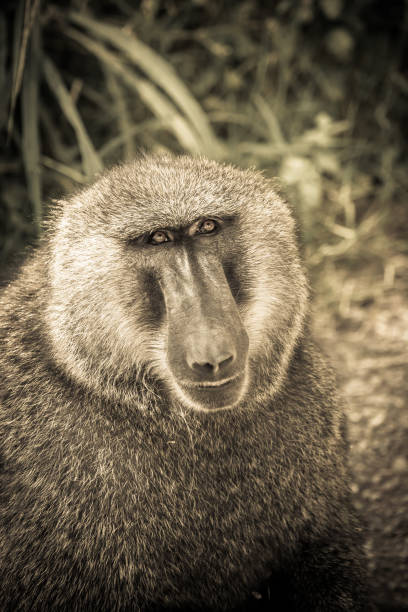 istock Nakuru's baboon social life while performing regular entertainment activities #6 867473644