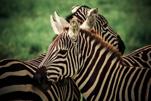 istock Photography of two close-up zebras whose coats create a monochrome pattern 867473722