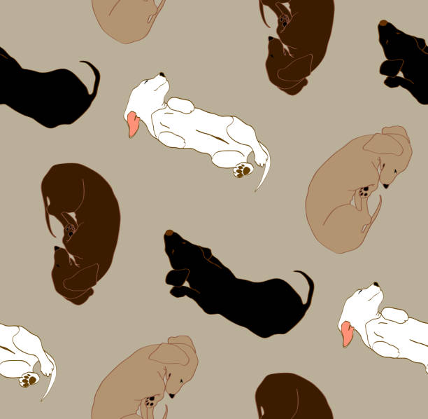 줄거리 개 dachshound와 함께 완벽 한 패턴입니다. 벡터 일러스트 레이 션 - coloring dog pets puppy stock illustrations