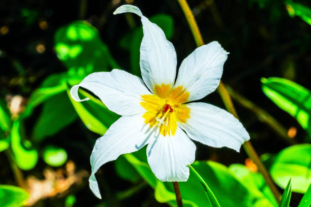 istock White Avalanche Lily Wildflower Mount Rainier Paradise 867480620