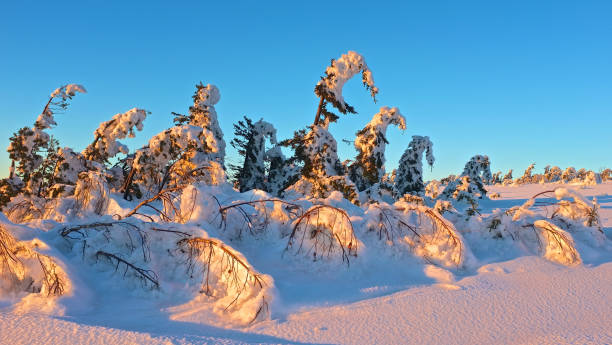 nevadas, árboles de pino, mostrar y cielo azul. paisaje de invierno. - confucian forest fotografías e imágenes de stock