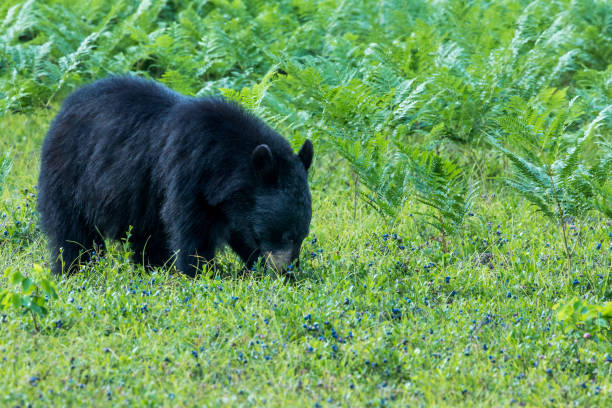 istock Black Bear - Ursus americanus 867483282