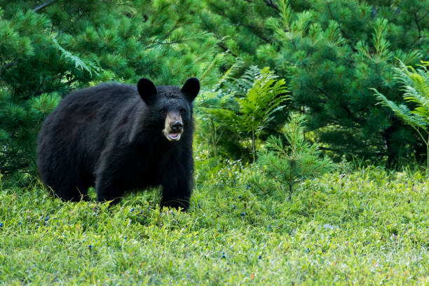 Black Bear - Ursus americanus
