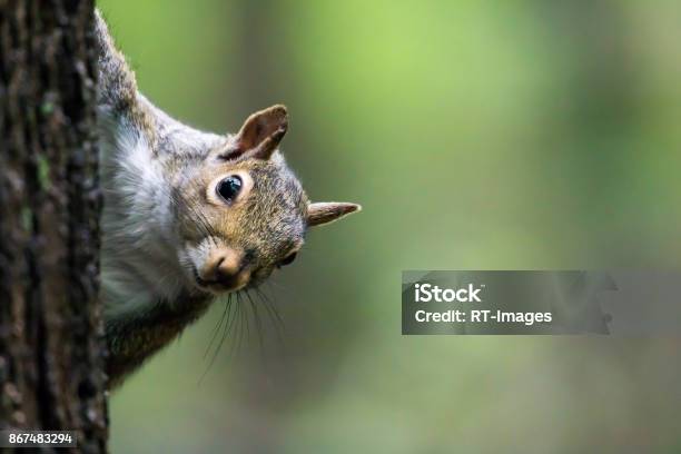 Photo libre de droit de Écureuil Grissciurus Carolinensis banque d'images et plus d'images libres de droit de Écureuil - Écureuil, Écureuil gris, Écureuill gris de Caroline