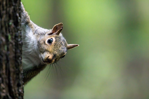 Eastern Gray Squirrel - Sciurus carolinensis, frontal closeup of this cautious squirrel peering out from behind a tree.