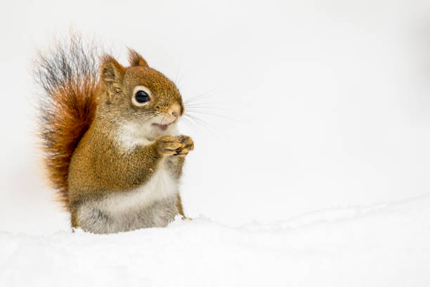 istock American Red Squirrel - Tamiasciurus hudsonicus 867483308