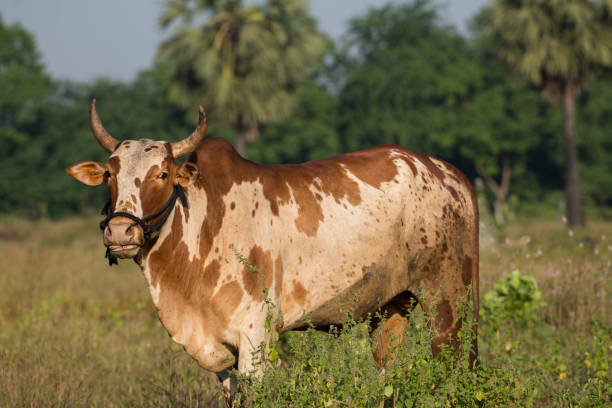 istock Indian Brown Color Bull Standing in Field Looking at Camera 867483836