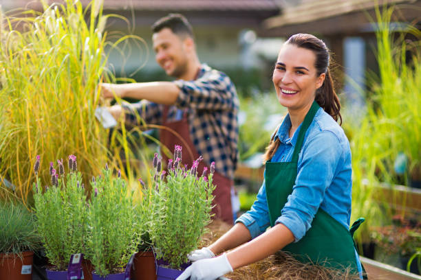 Backyard Renovations