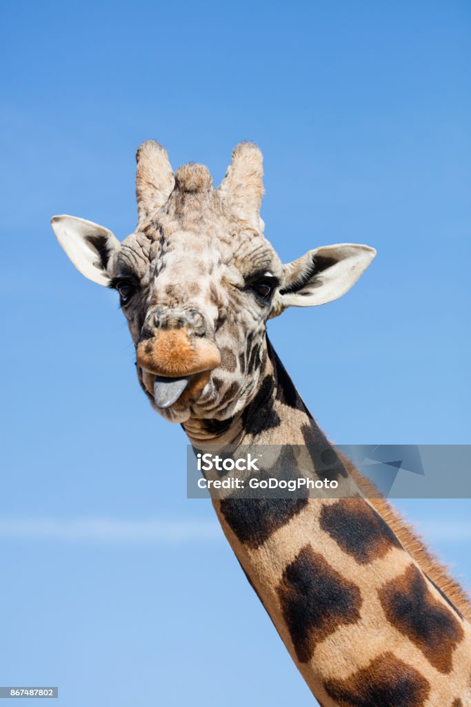Giraffe sticking out it's tongue A giraffe sticking her tongue out Africa Stock Photo