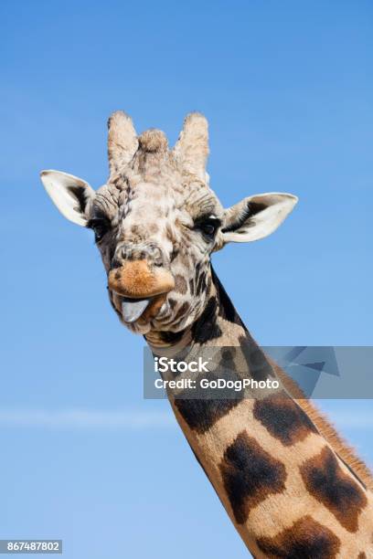 Giraffe Sticking Out Its Tongue Stock Photo - Download Image Now - Africa, Animal, Animal Themes