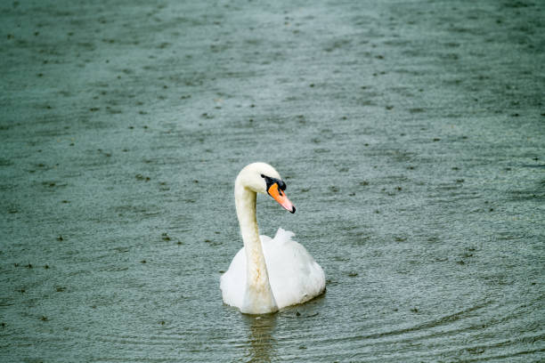 White swan on green water in rainy day