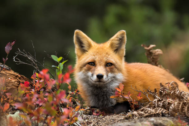 Red Fox - Vulpes vulpes Red Fox - Vulpes vulpes. Laying down in the colorful fall vegetation. Making eye contact. red fox photos stock pictures, royalty-free photos & images