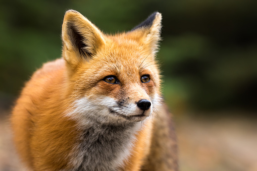 Red Fox - Vulpes vulpes, close-up portrait. Bokeh of pine trees in the background.