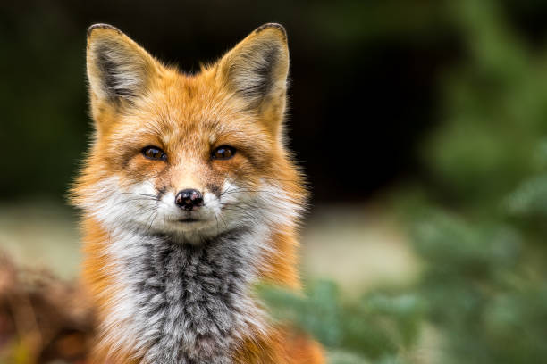 Red Fox - Vulpes vulpes Red Fox - Vulpes vulpes, close-up portrait with bokeh of pine trees in the background. Making eye contact. red fox photos stock pictures, royalty-free photos & images