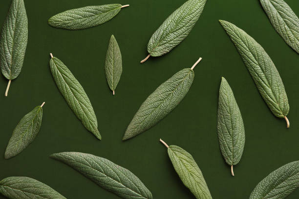 istock Leaves pattern on a dark green background. Repetition concept. Top view 867491372