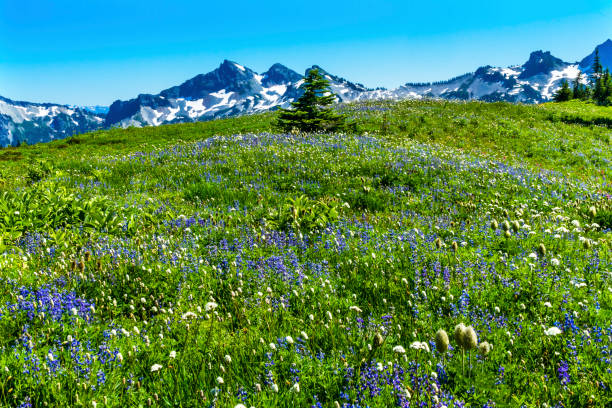 istock Wildflowers Tatoosh Range Paradise Mount Rainier National Park Washington 867492004