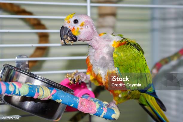 Plucked Parrot Eating Millet Holding It In Foot Stock Photo - Download Image Now - Allopreening, Anatomy, Animal