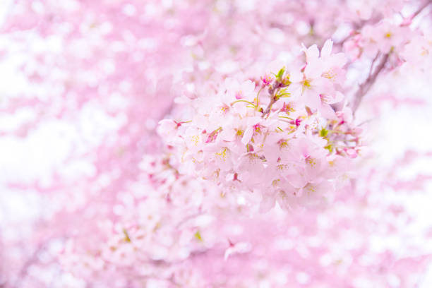 istock Design art of pink full bloom sakura and frame 867492792
