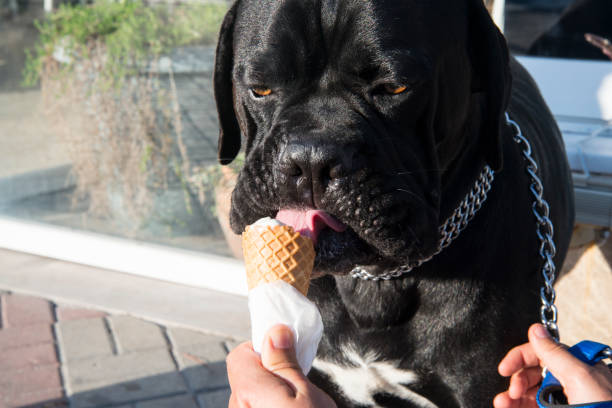 istock Dog Eating Ice Cream 867493098