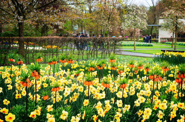 istock Rows of tulip flowers 867495634