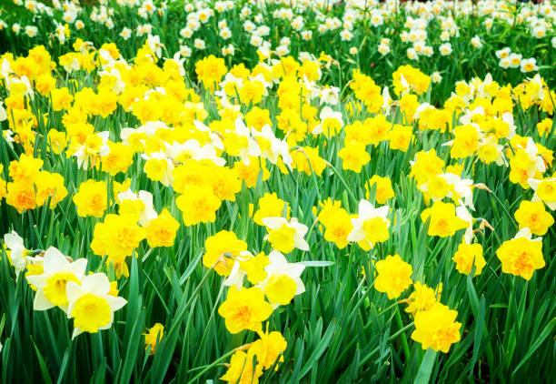 istock Rows of tulip flowers 867495672