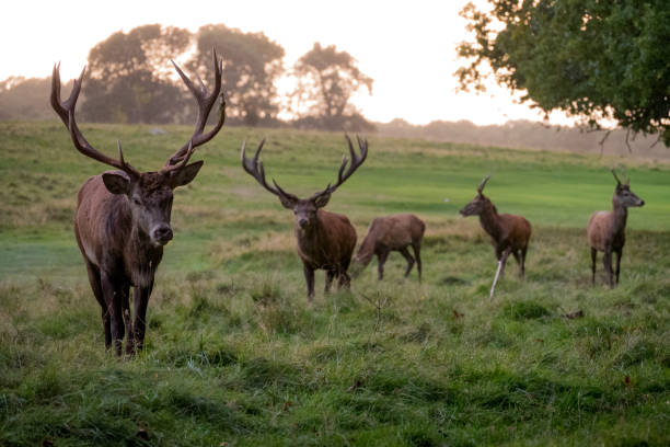 istock Wild deers in a field 867498834