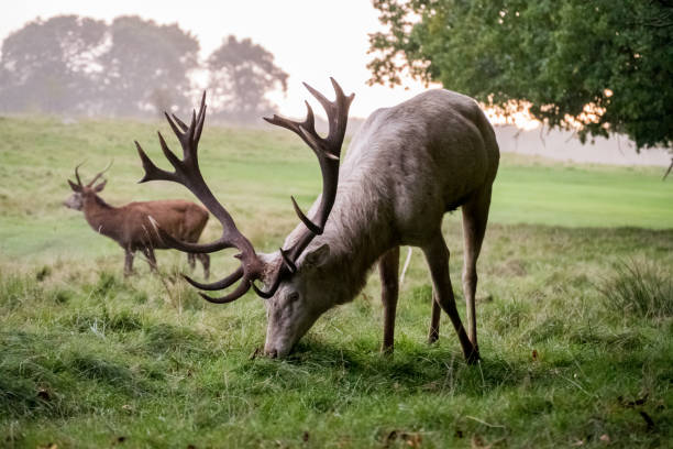 istock Wild deers in a field 867498926