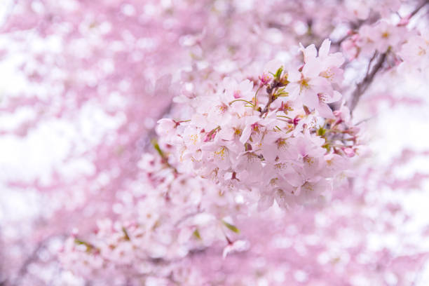 istock Design art of pink full bloom sakura and frame 867499034