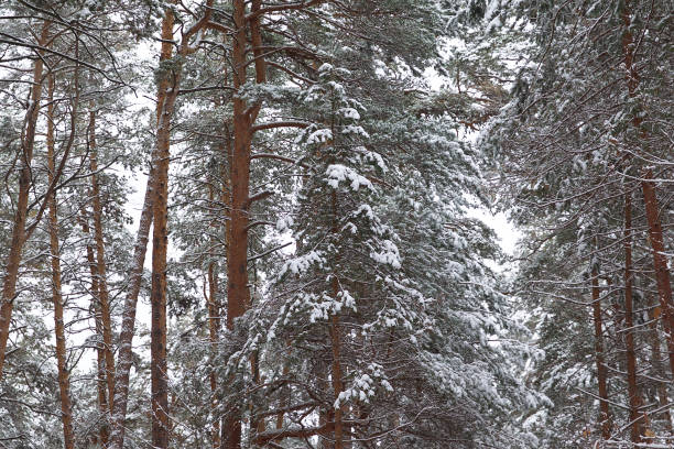 istock Walking through the winter forest on the first snow 867499422