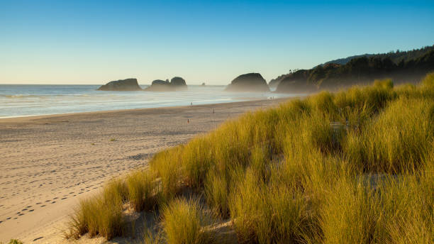 istock Sand dunes and grasses on a beach, Cannon Beach, Oregon 867501790