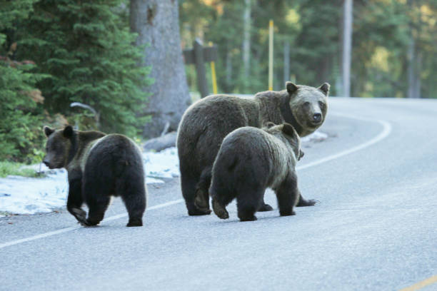 istock Grizzly Mother and Cubs 867502798