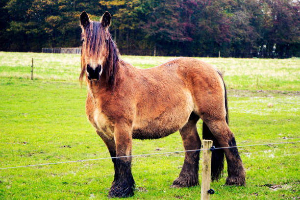 istock Jutland horse, Equus ferus caballus 867502846