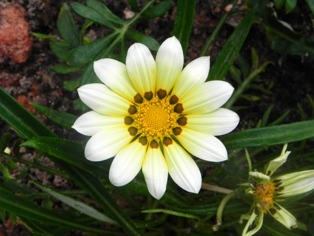 istock gazania flower 867506322