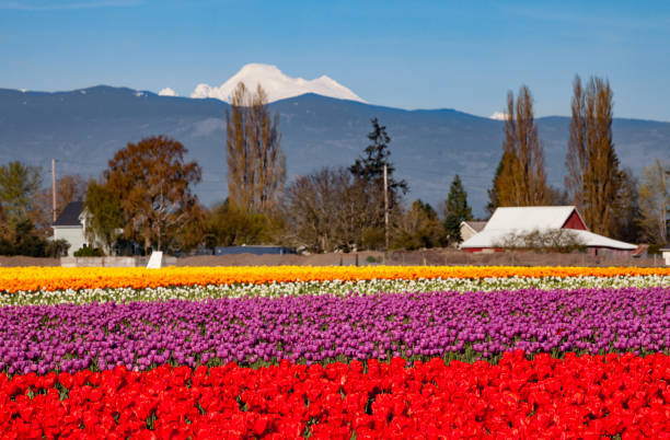 istock A field of colorful tulips in spring 867506556